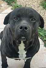 baloo